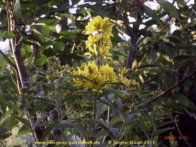  Lysimachia vulgaris